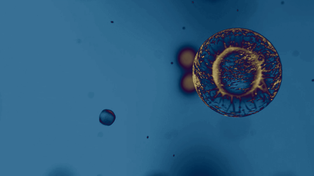 PDGF stimulates cell proliferation (cell division), promoting growth and division of cells essential for wound healing and tissue regeneration.