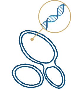 Graphic showing DNA in a Yeast cell
